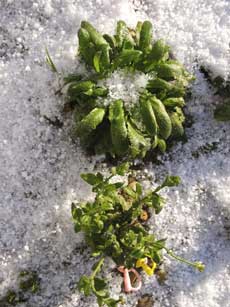 Arabidopsis in snow