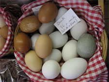 duck eggs of different colors in small basket