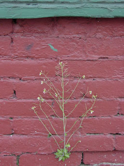 arabidopsos growing in cranny of red wall